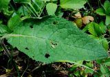 Verbascum marschallianum