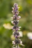 Stachys balansae