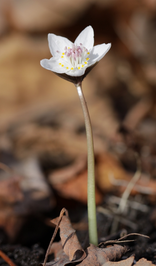 Image of Eranthis stellata specimen.