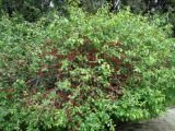 Chaenomeles speciosa
