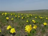 Adonis vernalis