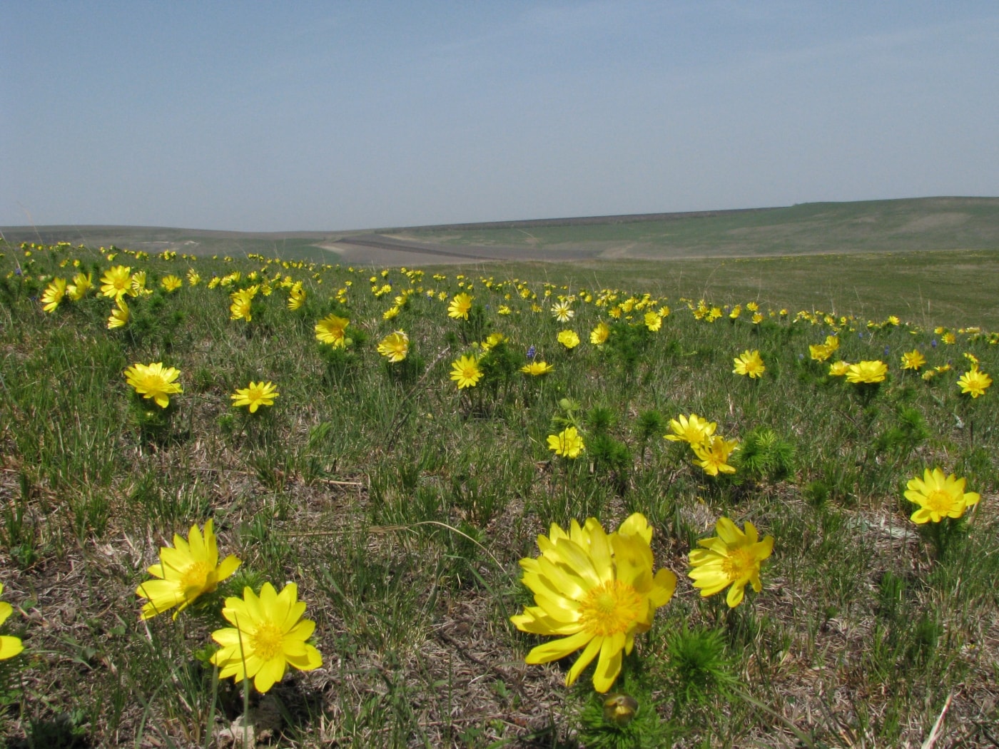 Image of Adonis vernalis specimen.