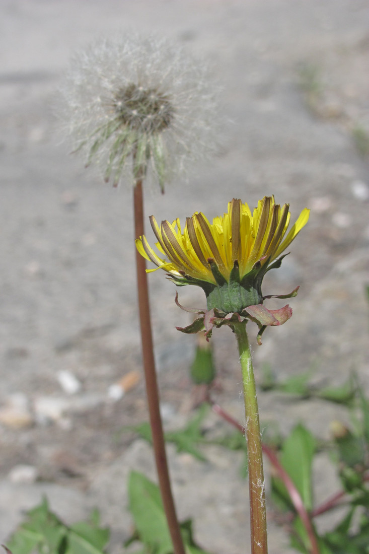 Image of Taraxacum bachczisaraicum specimen.