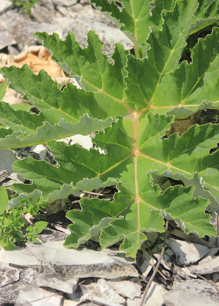 Image of Heracleum stevenii specimen.