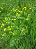 Ranunculus sceleratus. Цветущее растение на болотистом берегу пруда (на заднем плане - Ranunculus repens). Нидерланды, провинция Гронинген. 21 мая 2006 г.