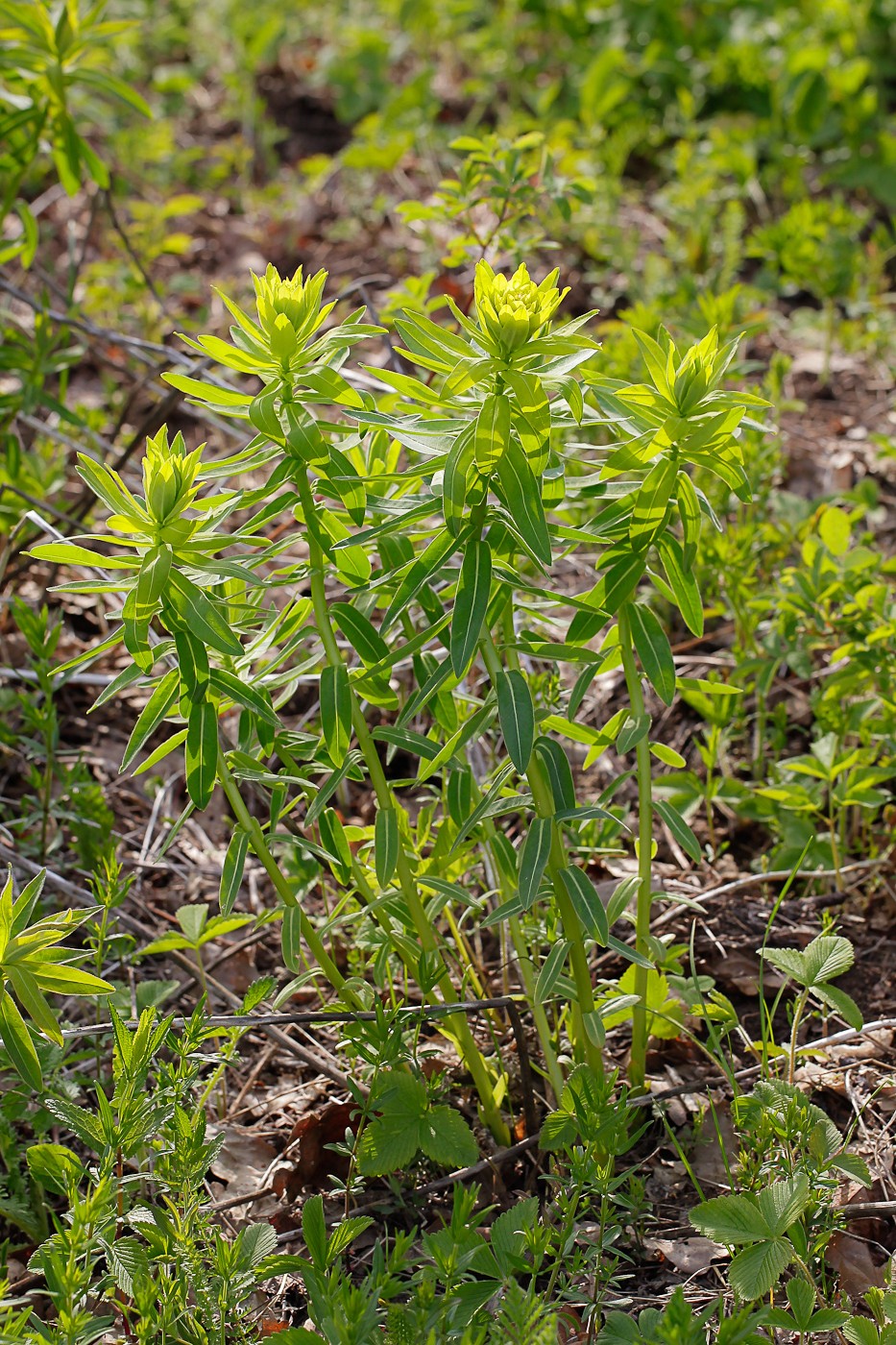 Изображение особи Euphorbia semivillosa.