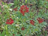 Rhodiola integrifolia