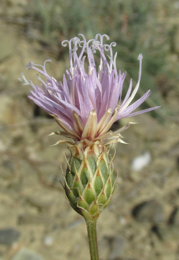 Изображение особи Klasea erucifolia.