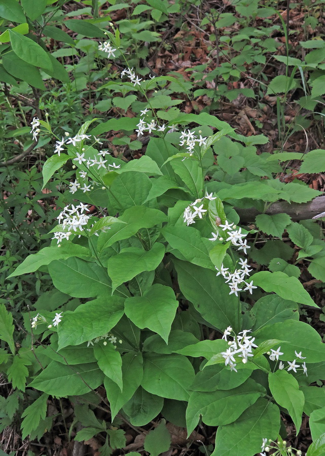 Изображение особи Vincetoxicum ascyrifolium.