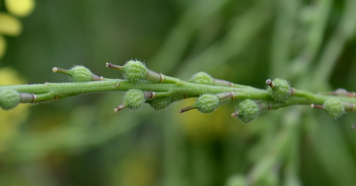 Image of Rapistrum rugosum specimen.