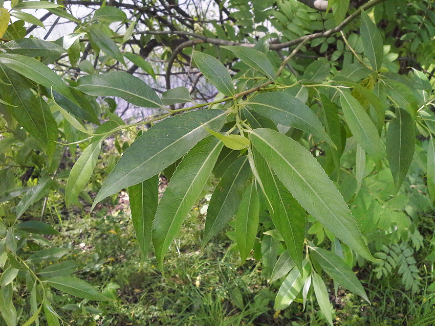 Изображение особи Salix &times; fragilis.