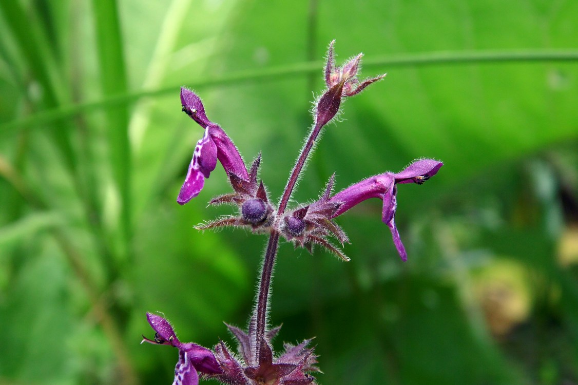 Изображение особи Stachys sylvatica.