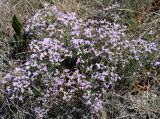 Limonium caspium