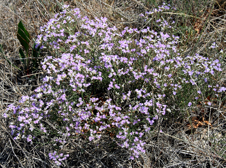 Изображение особи Limonium caspium.