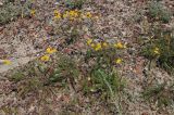 Tanacetum millefolium