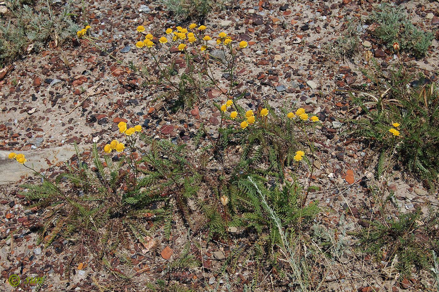 Изображение особи Tanacetum millefolium.