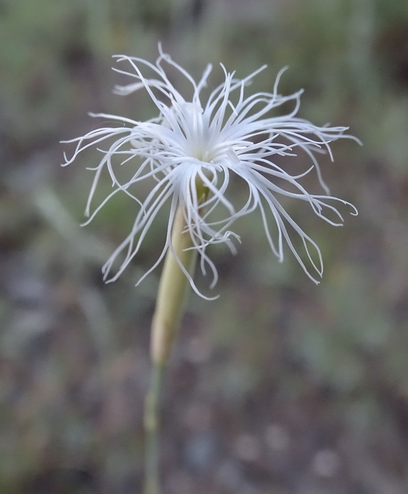 Image of Dianthus soongoricus specimen.
