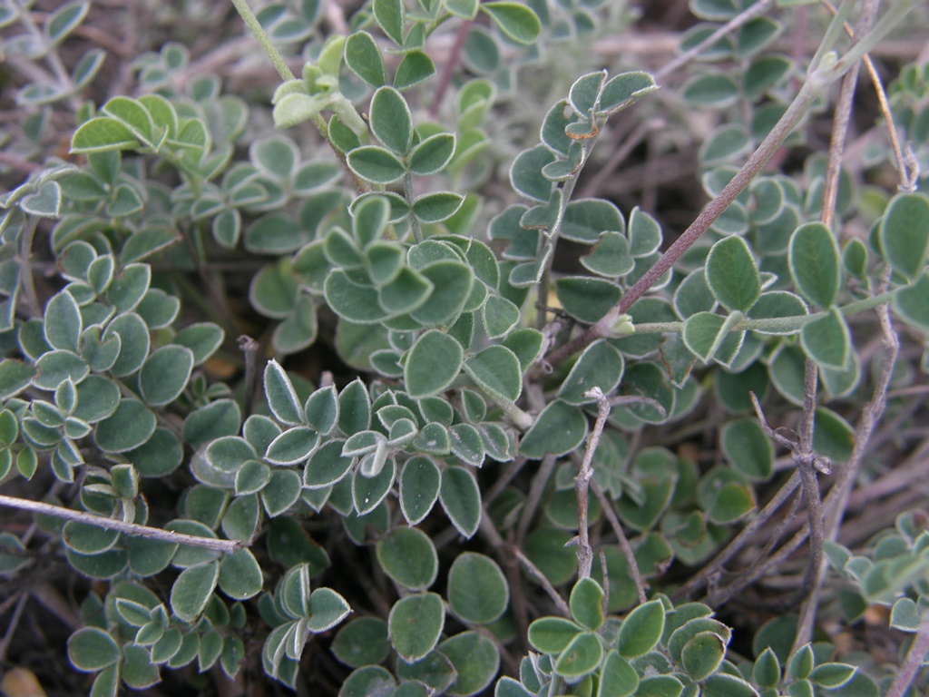 Image of Hedysarum minussinense specimen.