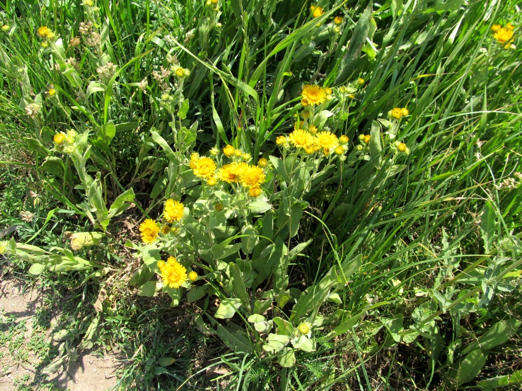 Изображение особи Inula auriculata.