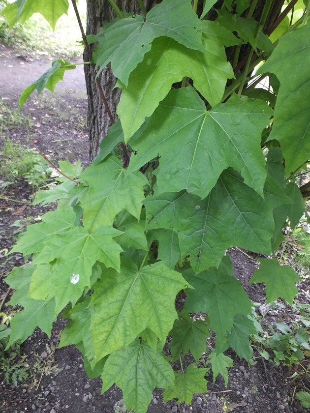 Image of Acer platanoides specimen.