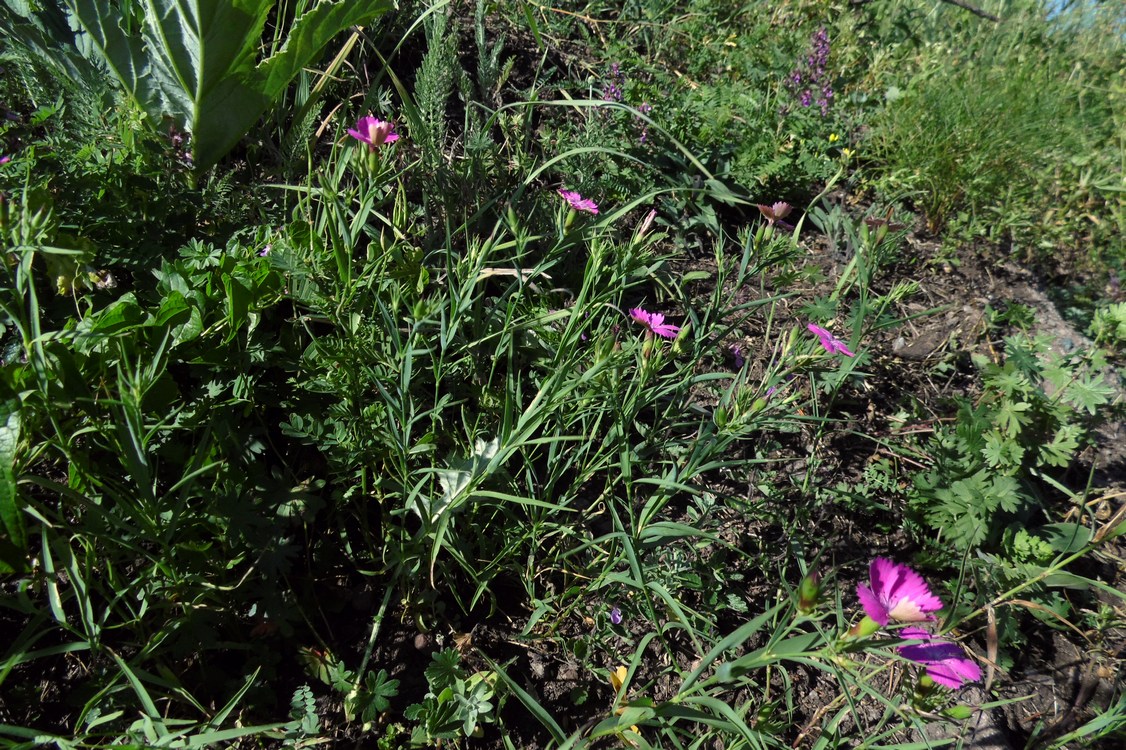 Изображение особи Dianthus imereticus.