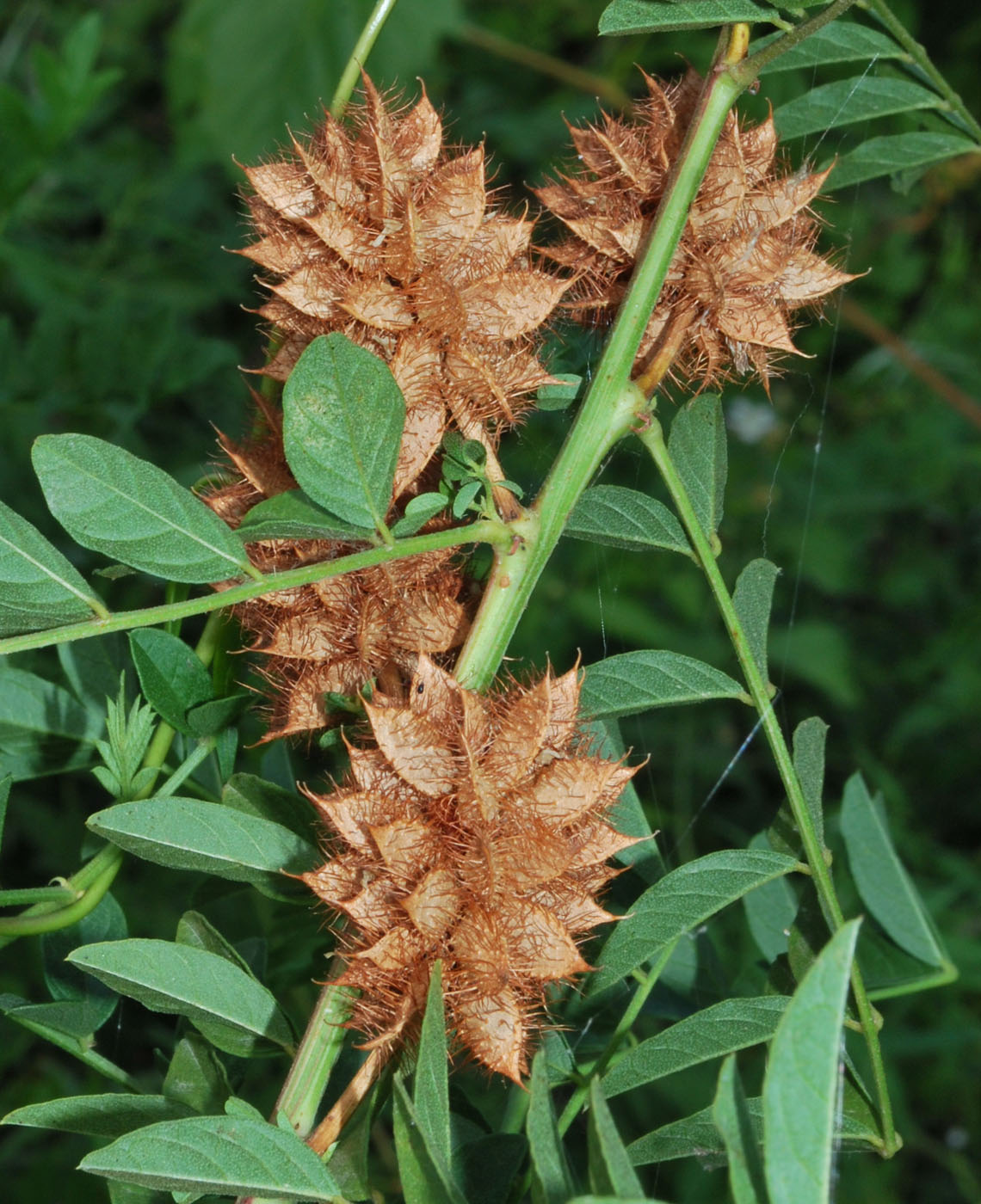 Изображение особи Glycyrrhiza echinata.