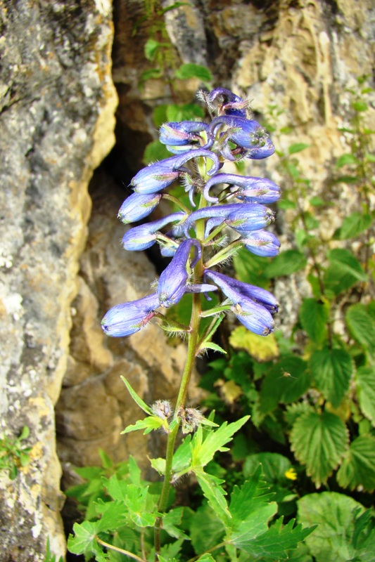 Изображение особи род Delphinium.