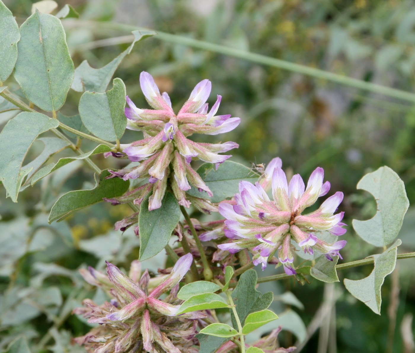 Image of Glycyrrhiza viscida specimen.