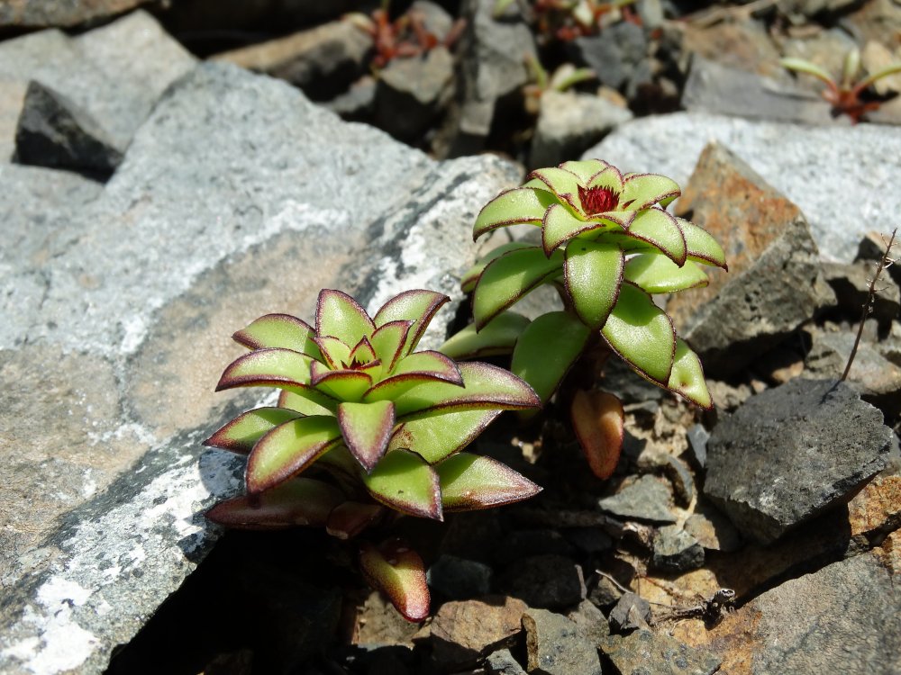 Image of Orostachys maximowiczii specimen.