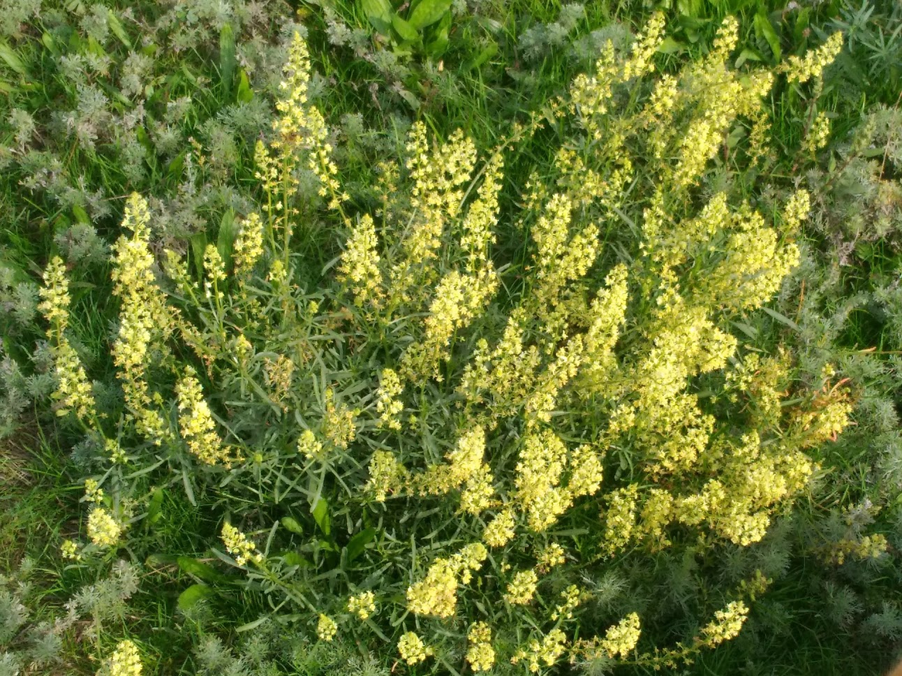 Image of Reseda lutea specimen.