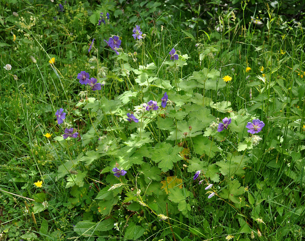 Изображение особи Geranium ibericum.