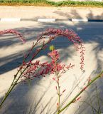 Hesperaloe parviflora