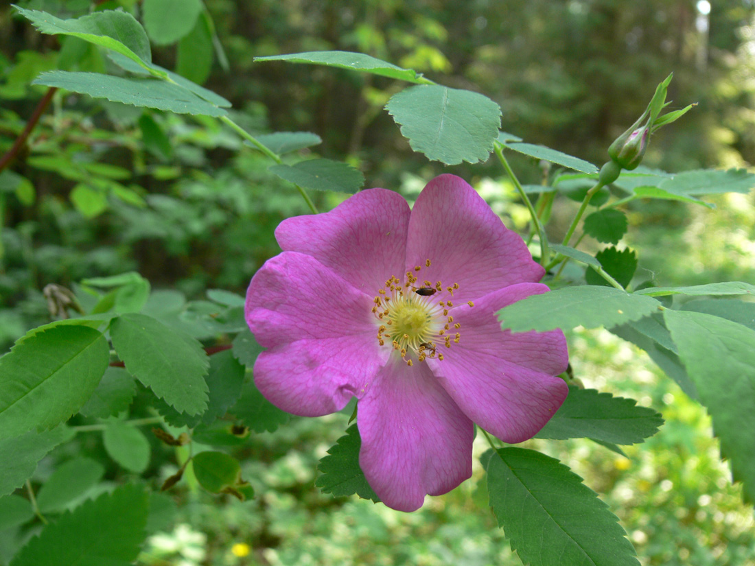 Изображение особи Rosa acicularis.