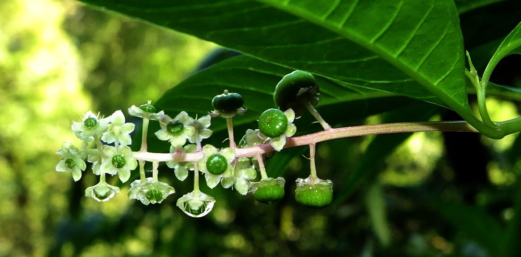 Изображение особи Phytolacca americana.