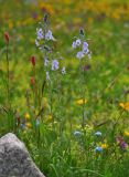 Veronica gentianoides