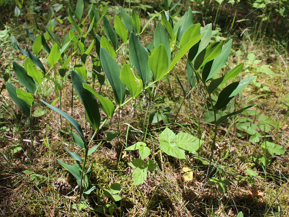 Image of Polygonatum odoratum specimen.