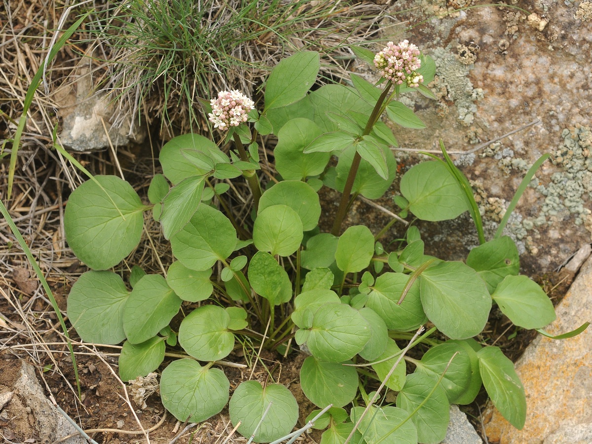 Image of Valeriana ficariifolia specimen.