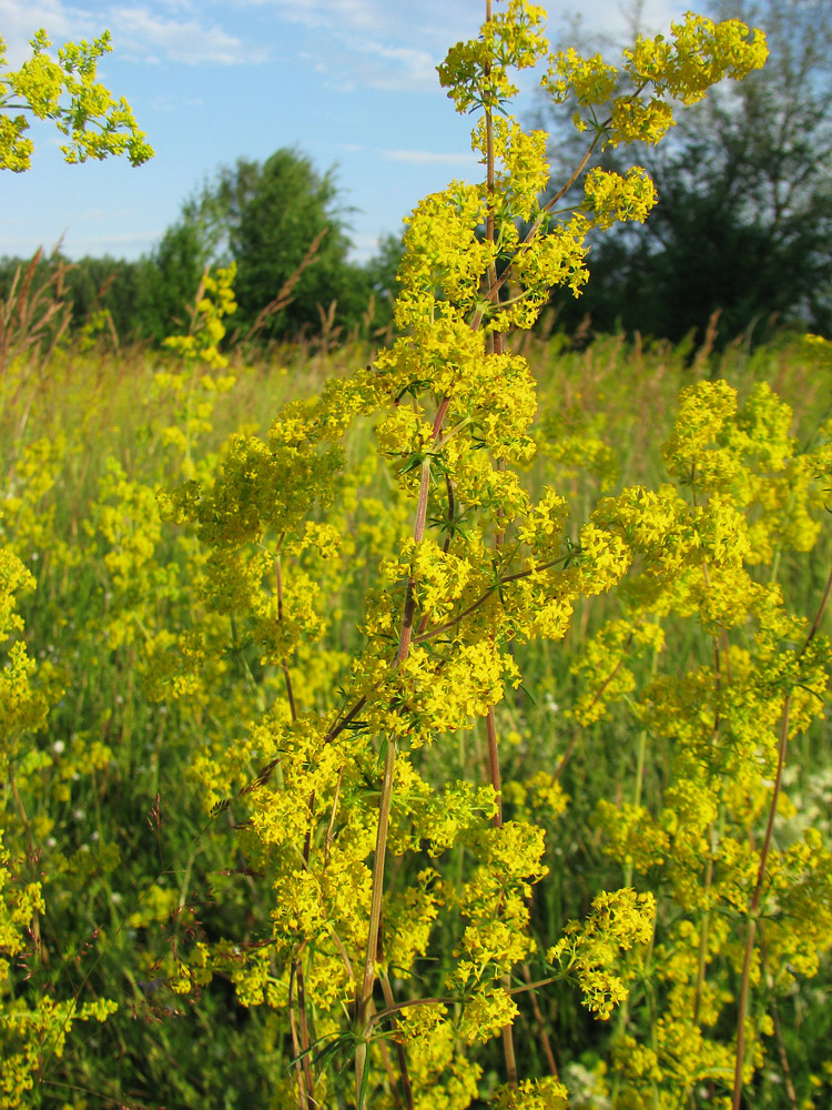 Image of Galium verum specimen.