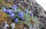 Oxytropis nigrescens. Цветущее растение. Красноярский край, Таймырский Долгано-Ненецкий муниципальный р-н, п-ов Хара-Тумус, мыс Приглубый, береговой склон. 19.07.2015.