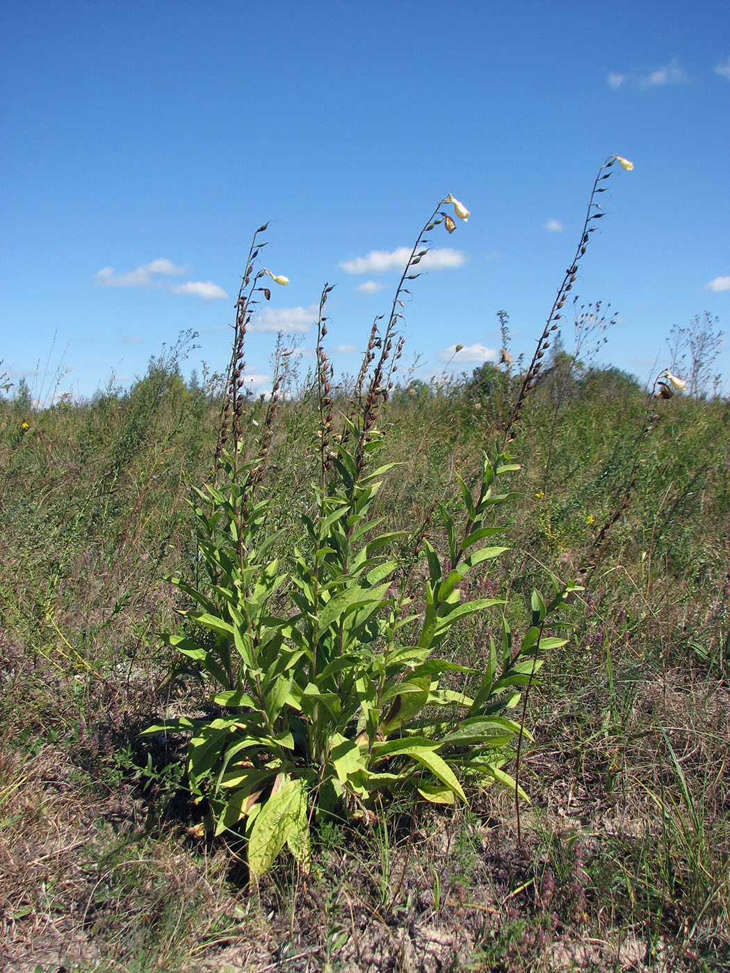 Image of Digitalis grandiflora specimen.