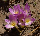 Colchicum speciosum
