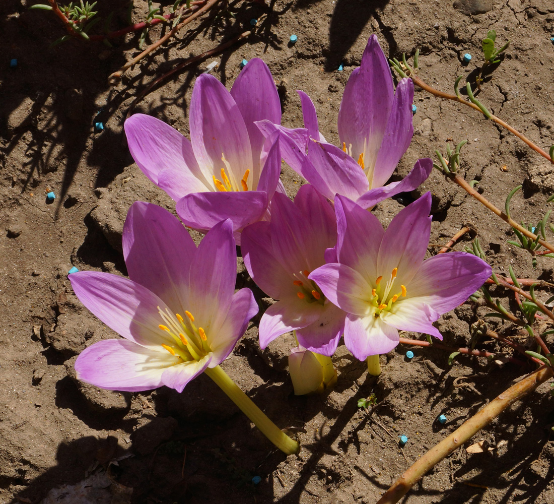 Изображение особи Colchicum speciosum.