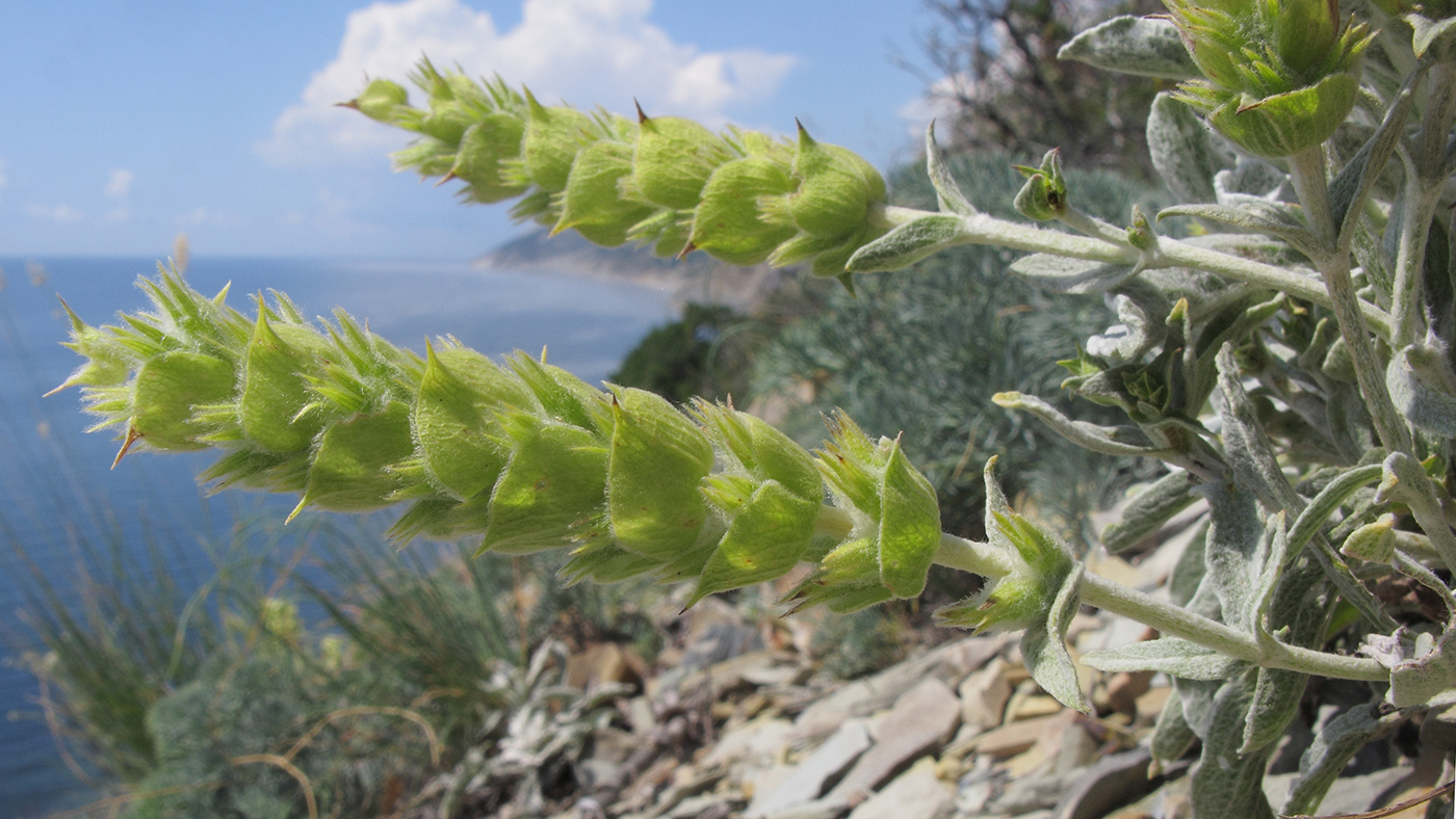 Image of Sideritis euxina specimen.