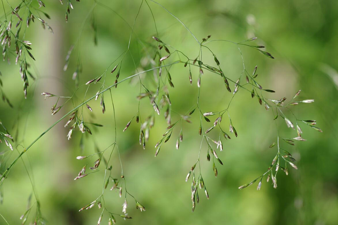 Изображение особи Deschampsia cespitosa.