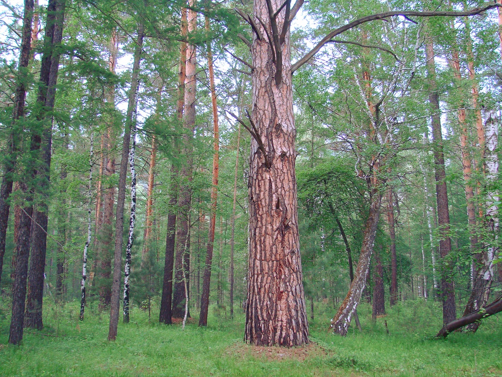 Изображение особи Pinus sylvestris.