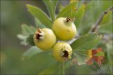 Crataegus pojarkovae. Недозрелые плоды. Крым, окрестности Феодосии, хр. Кучук-Янышар. 3 сентября 2007 г.