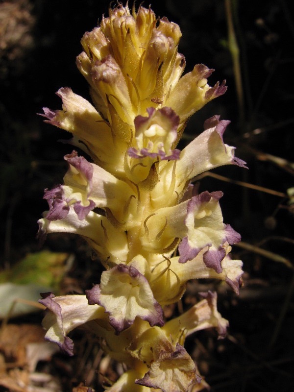 Image of Orobanche amoena f. colossea specimen.