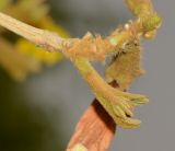 Handroanthus chrysanthus