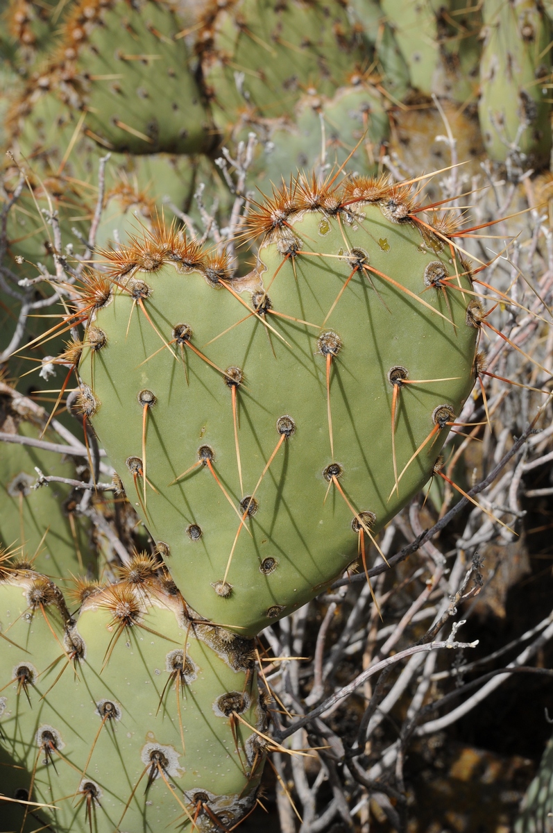 Изображение особи Opuntia engelmannii.