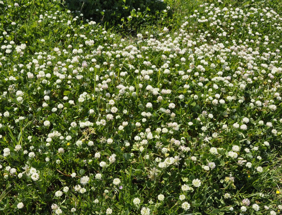 Image of genus Trifolium specimen.